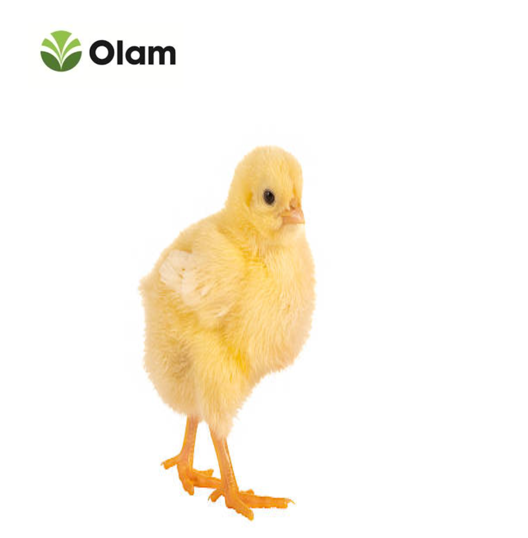 olamchick