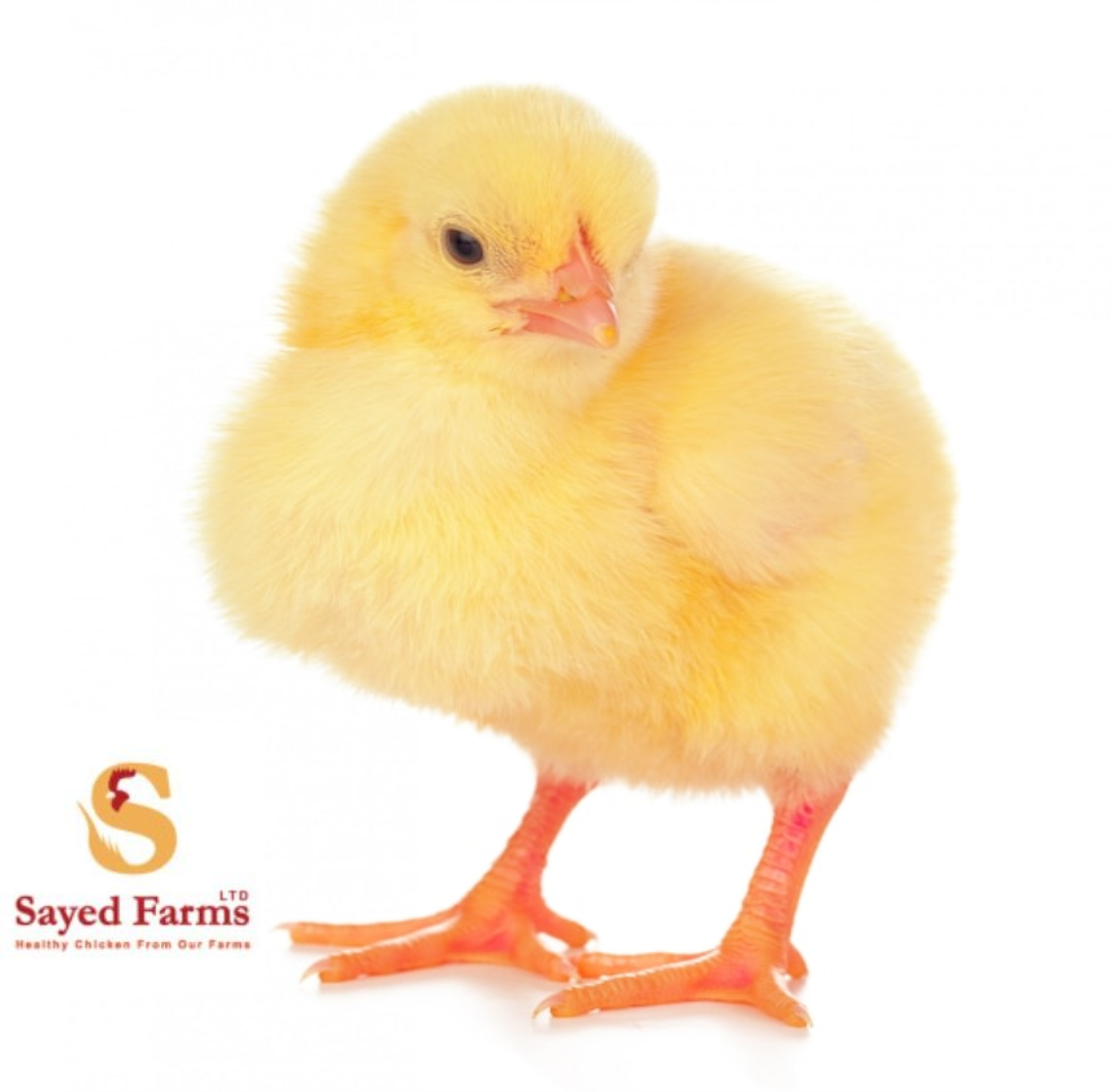 Sayed Day Old Broiler