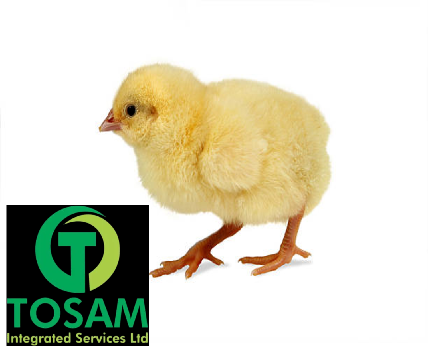 Tosam Chicks